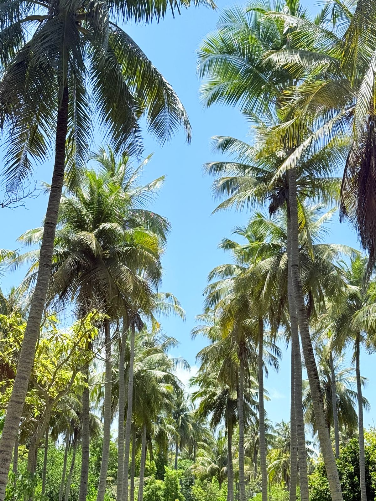 Palmeras