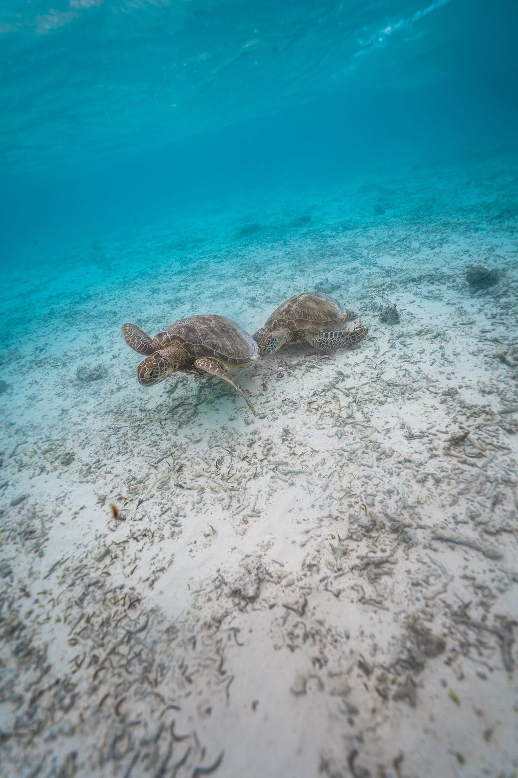 Tortuga marina